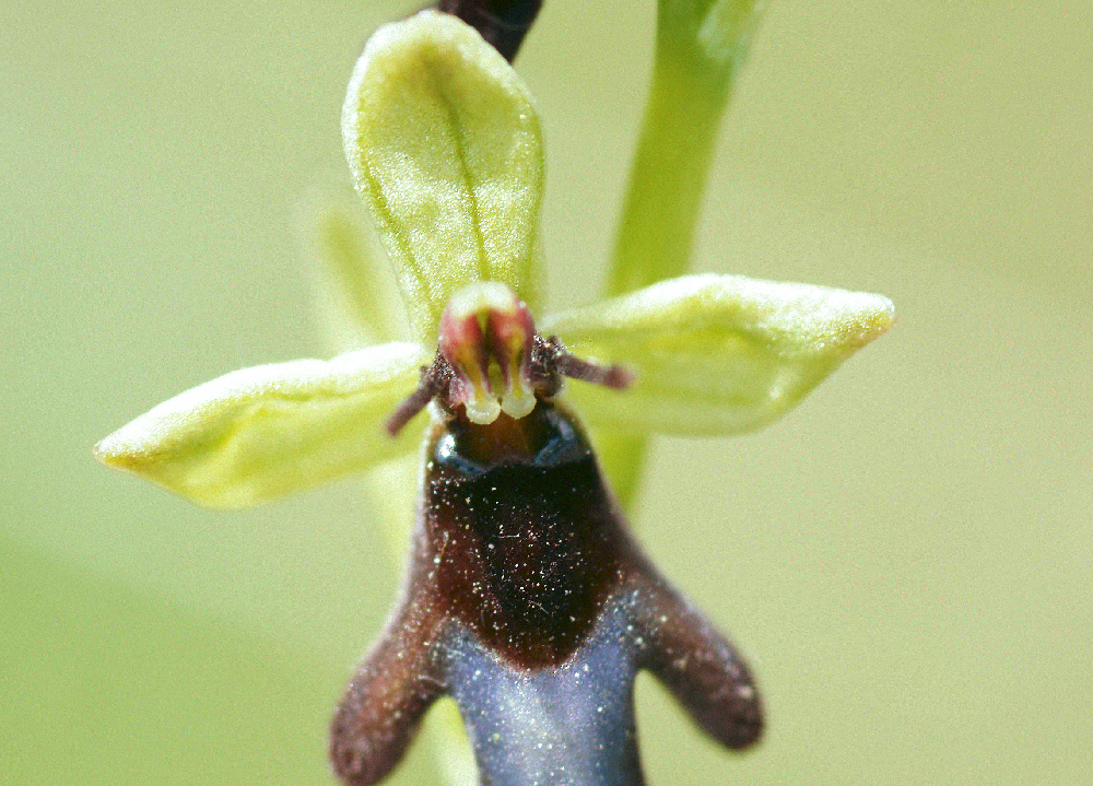 ophrys mouche ophrys insectifera